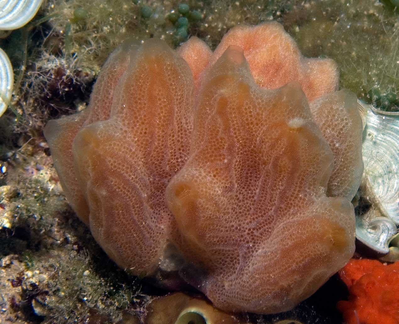 Aplidium tabarquensis (Ramos-Espla, 1991)